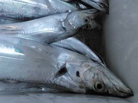 焼津沖　太刀魚釣れてます
